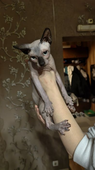 Котята Канадского Сфинкса