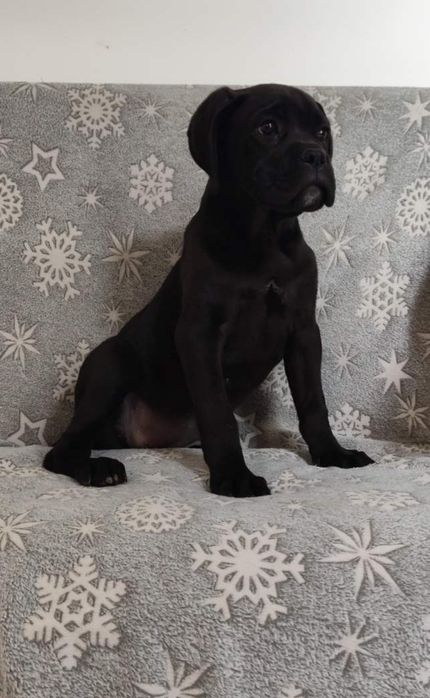 Віп красотка. Чорна кане-корсо для цінителів породи