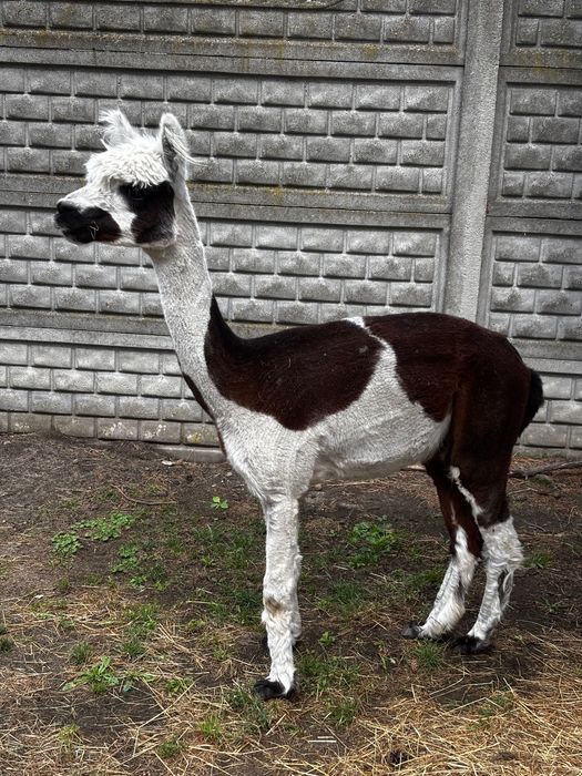 Sympatyczny samiec alpaki mini zoo spacery