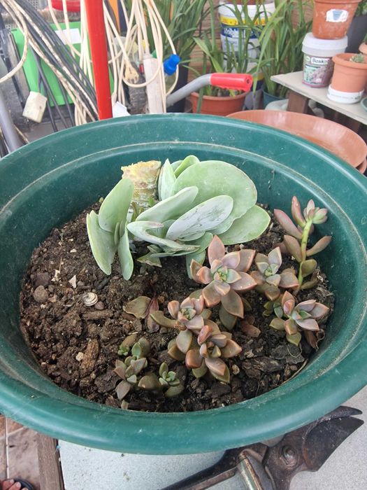 Plantas. Flores. Jardins