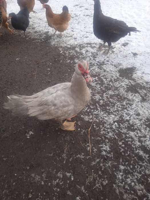 Продам пару або сім'ю індокачок