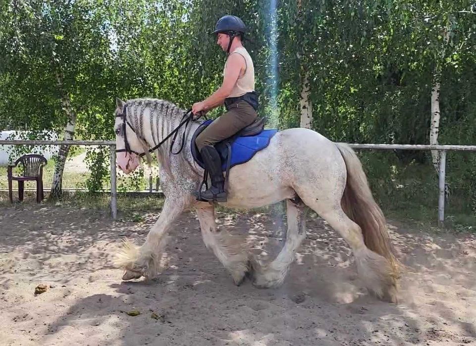 Ogier Irish Cob (nie tinker) z licencją / koń rodzinny