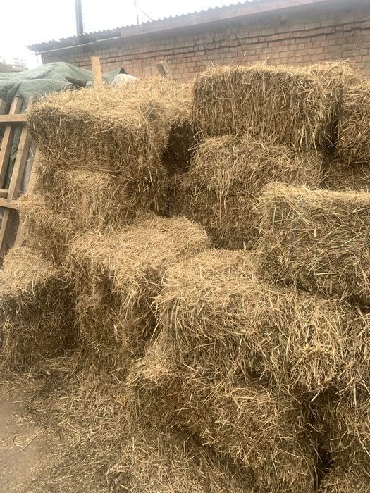 Солома в тюках овсяна