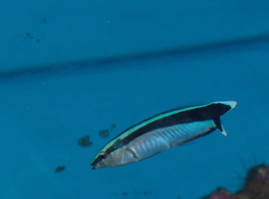 Labroides dimidiatus,  morskie