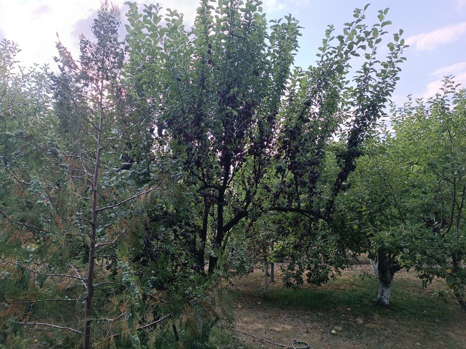 продам дачу общ.Геолог за ПЗТО