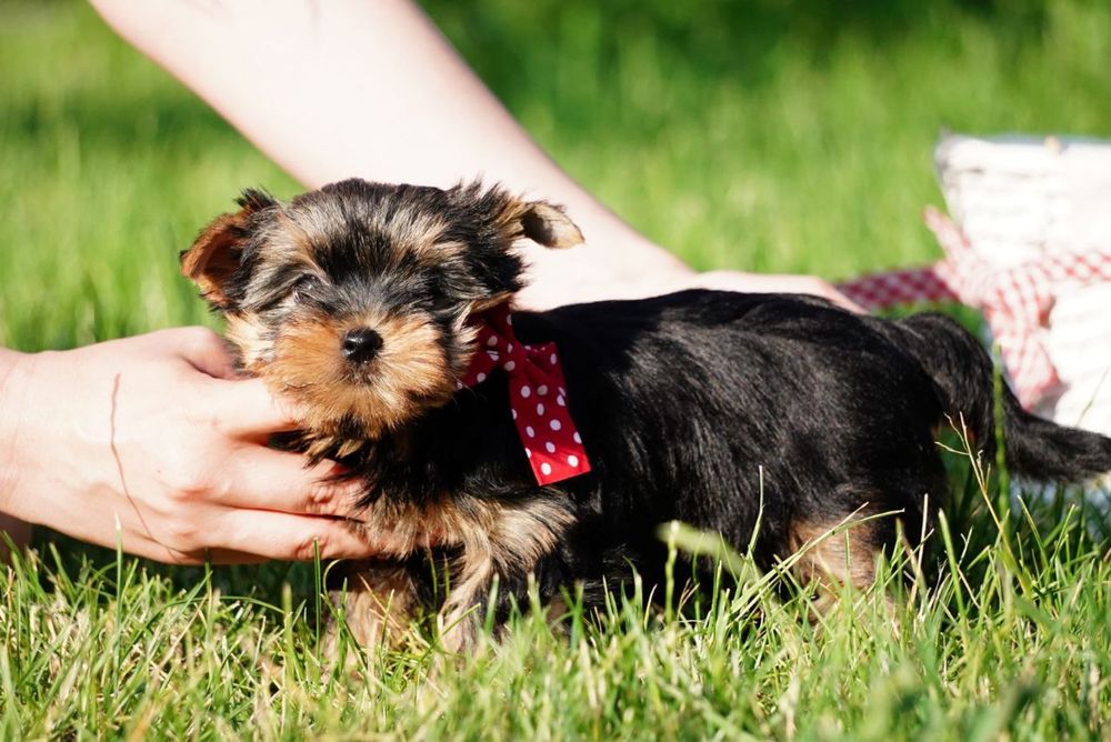 Продаються цуценята-модельки – маленькі йорки, як з обкладинки