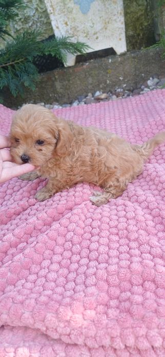 maltipoo femea pequenina