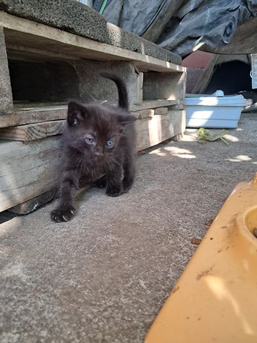 Gatinhos bebé para adoção