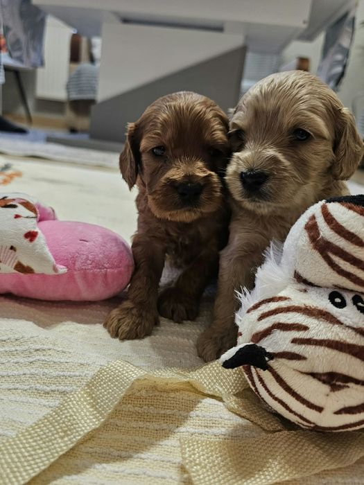 Cockapoo maluszki