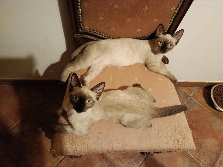 Gatinhos siamêses para adoção