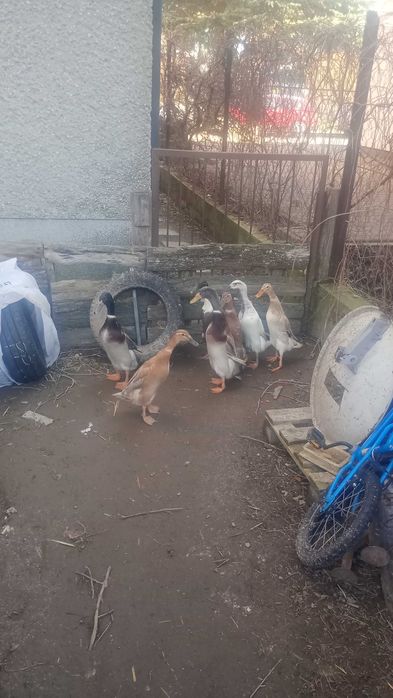 Kaczki biegusy indyjskie