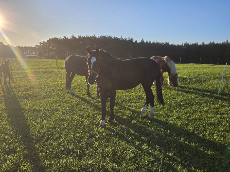 Sprzedam konie śląskie