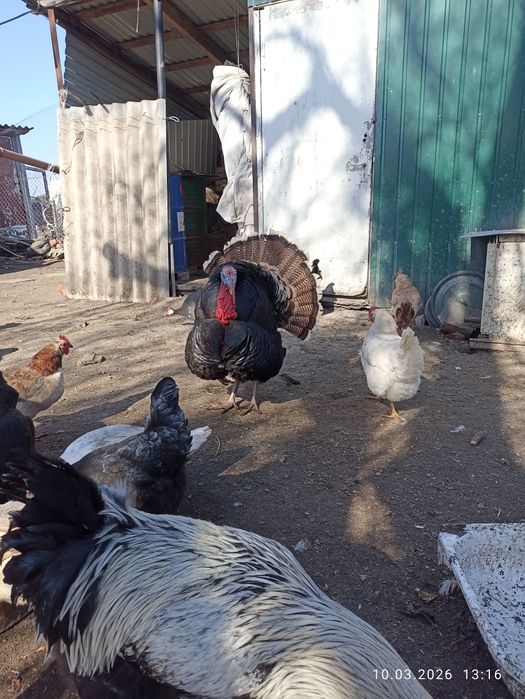 Молодий індик...