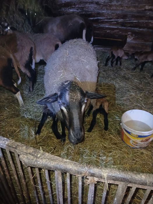 Owce z dwoma młodymi barankami