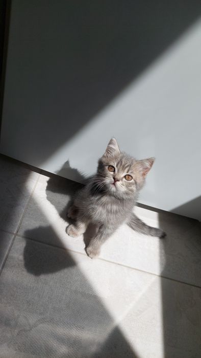 Шотландські кошенятка