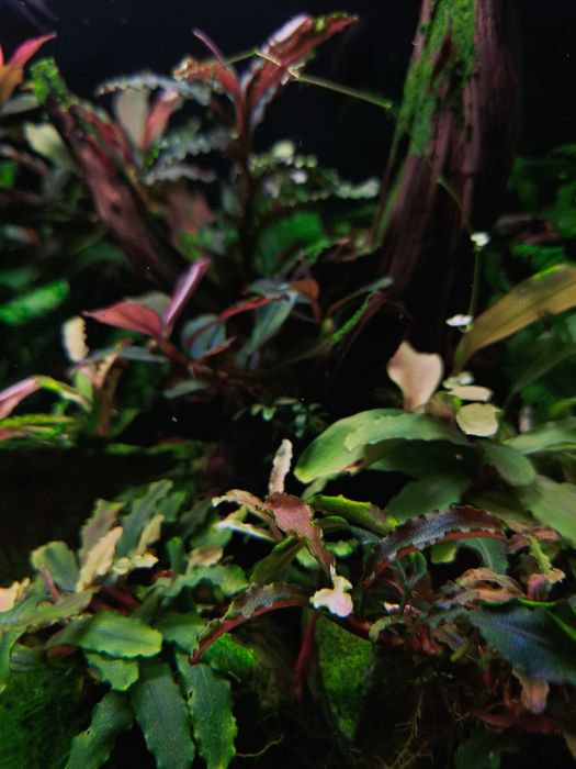 Bucephalandry piękne rosliny z BORNEO.
