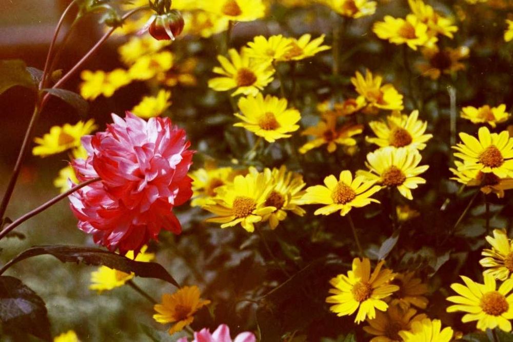 Фотоплівка, фотопленка Свема ЛН-9 для ломографії