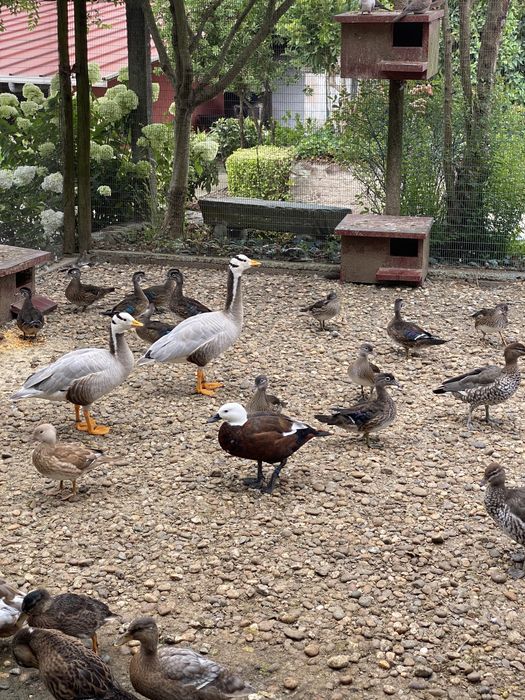 Gansos do indico adultos prontos a reproduzir