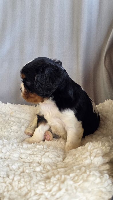 King Charles Cavalier Tricolor Macho