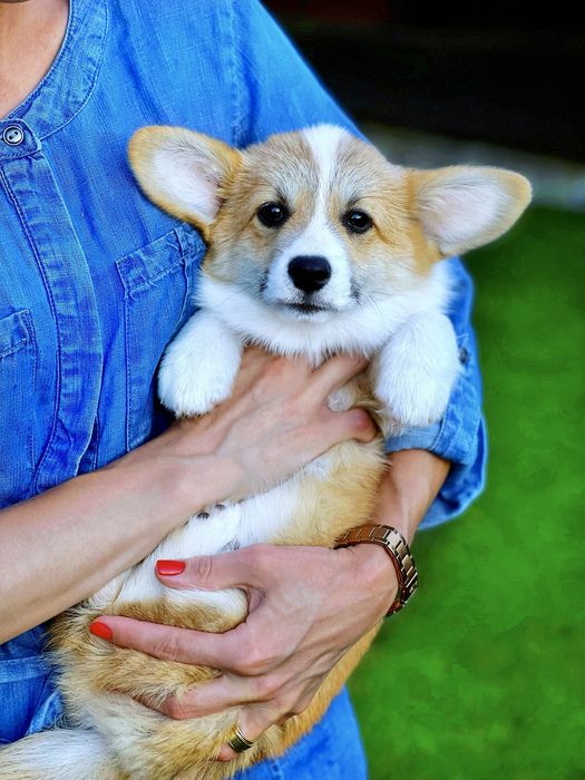 Вельш корги пемброк