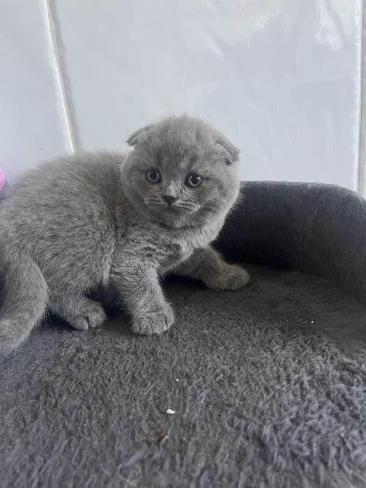 Scottish fold de boa qualidade