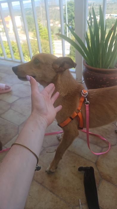 Podenga anã para adopção