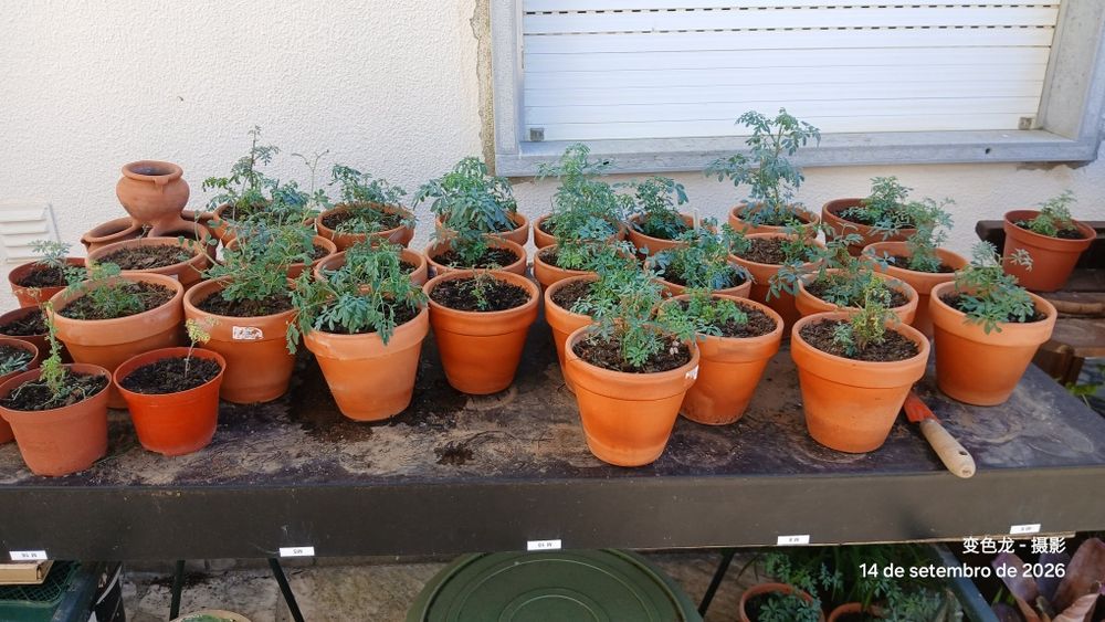 Plantas de arruda