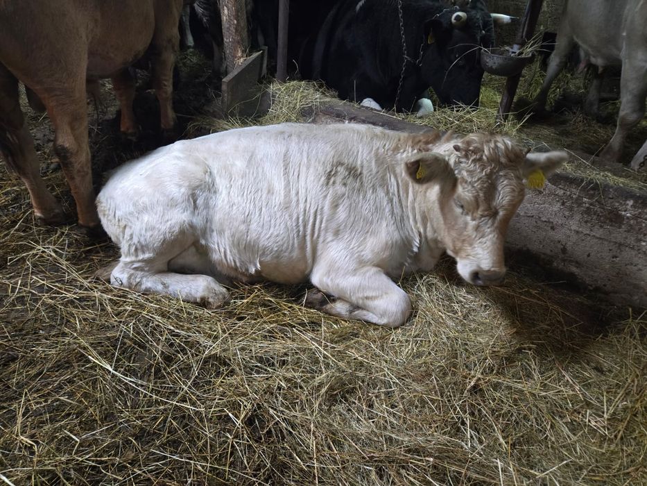Sprzedam odsadki byczki / Jałówki