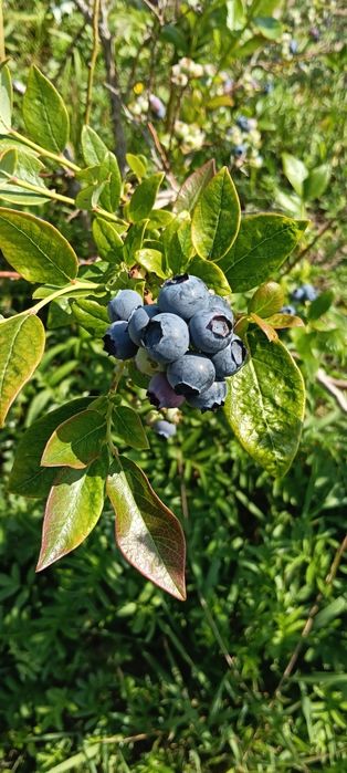 Borówka amerykańska bez żadnych oprysków