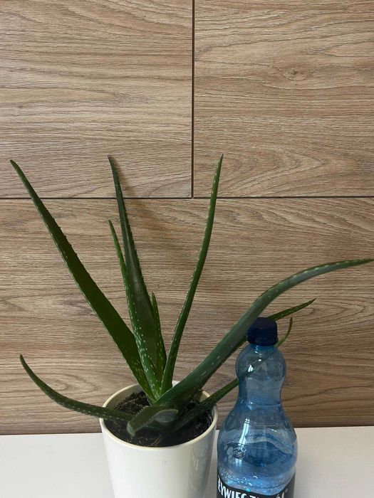 Aloes kwiat leczniczy zdrowy