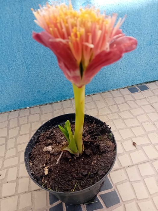 Lirio pincel Scadoxus Puniceus