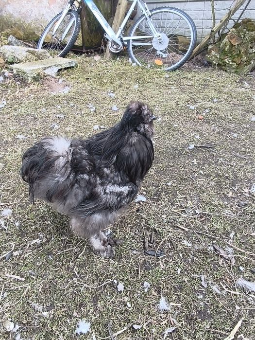 Sprzedam koguty silki