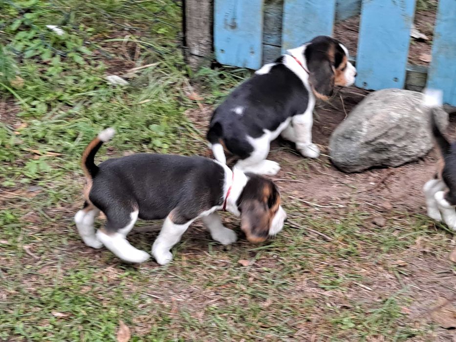Psy rasowe beagle