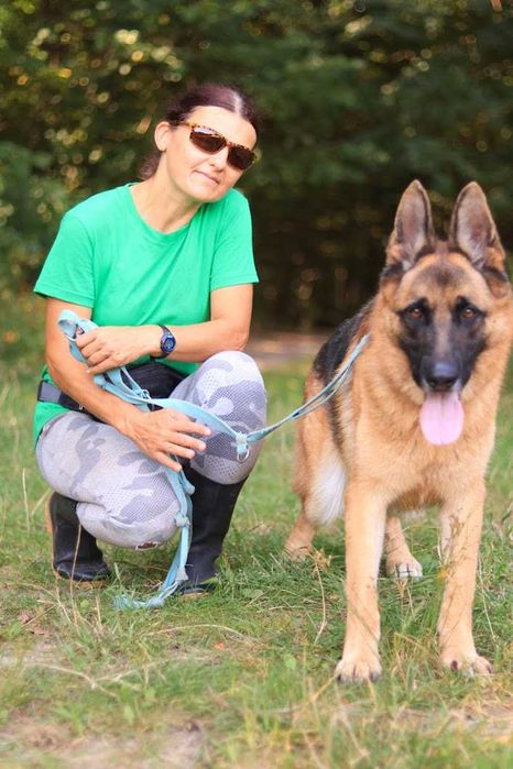 Negev - OWCZAREK niemiecki 5-letni, domowy, trzyma czystosc. [FILMIK]