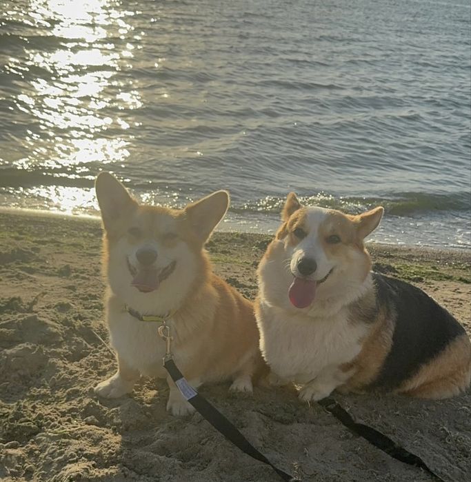 Коргі КСУ Одеса