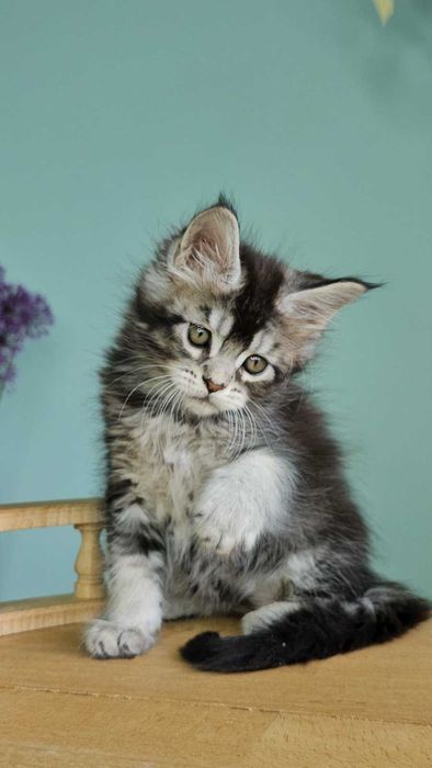 Мейн-кун дівчинка Вероніка