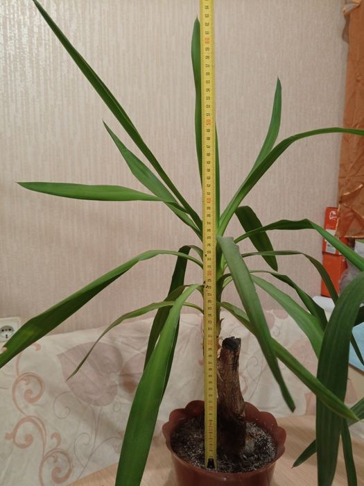 Домашние цветы Юка