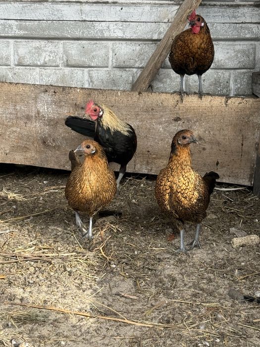 Бентамка карликові кури