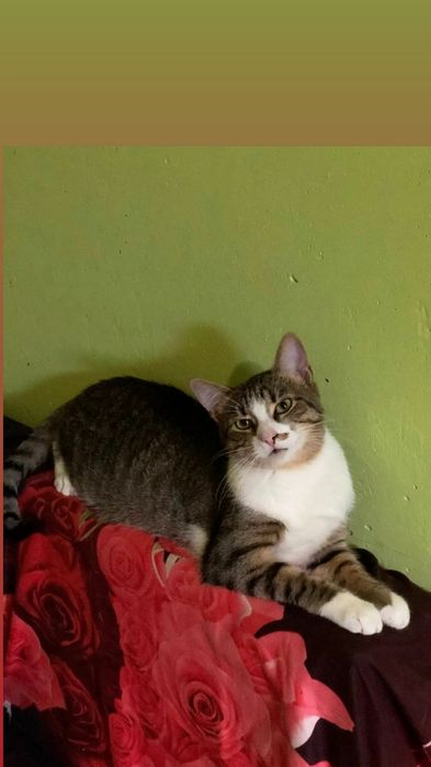 Отдам полосатого кота, кастрирован, вакцинирован, 1,5 года