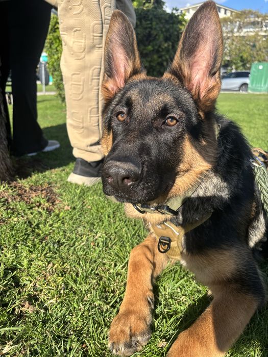 Pasto alemao, 10 meses