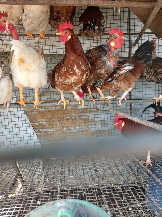 Galos e frangos do campo