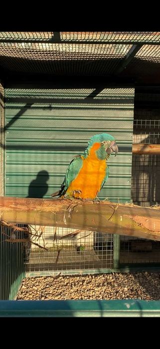 Vendo Arara Glaucogularis ou troco por femea.