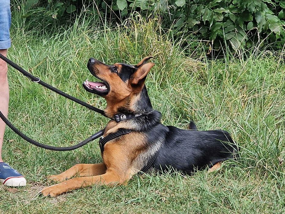 HUGO 2,5 roku owczarek 27 kg