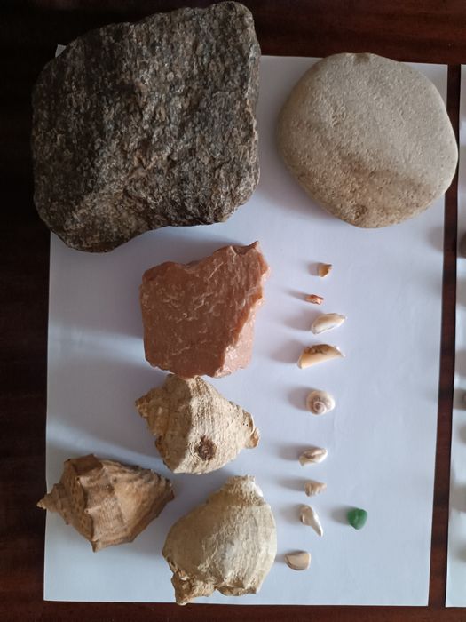 Ракушки,камни морские для аквариума.Рапаны.