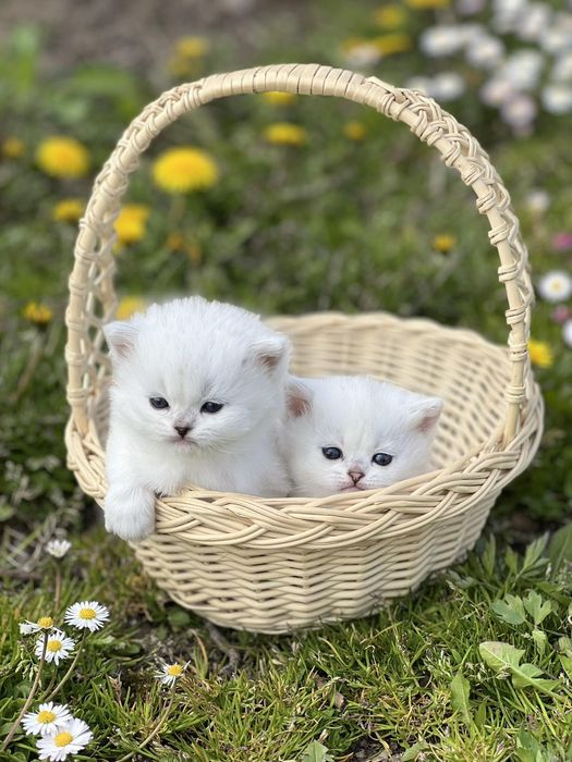 Котята ns11 шиншилла серебріста