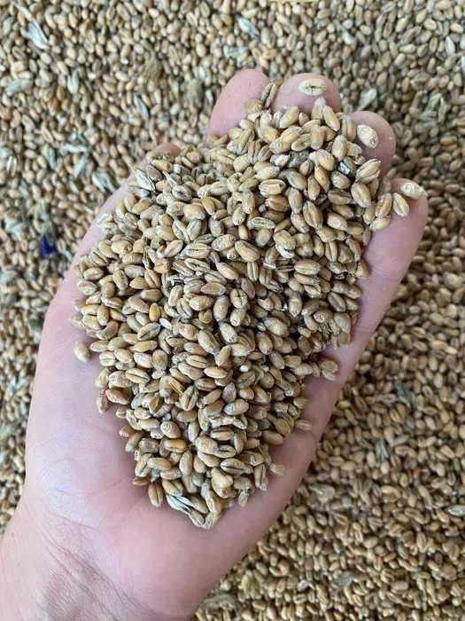 Pszenica - worek 25 kg - Hurtownia Pasz Stargardzka Zagroda Święte