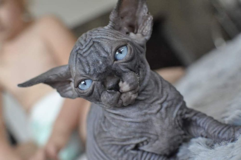 Kot sfinks niebieskie oko