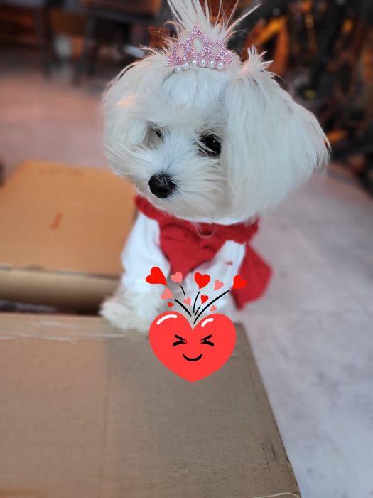 MALTIPOO  MINI  pudel toy #maltanczyk