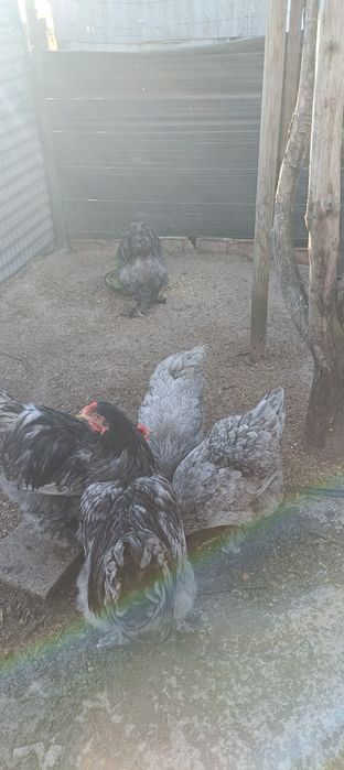Casal de Brahma Azul