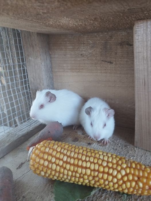 Продам морскі свинки хлопчики